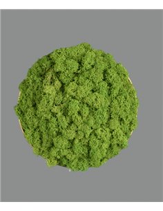 Aplique de pared Chamaleon – ACB – Lámpara decorativa hecha de musgo 100% natural, LED 3000K 2