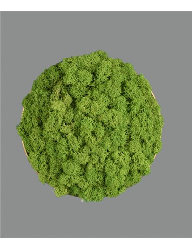 Chamaleon wall light - ACB - Decorative light made of 100% natural moss, LED 3000K