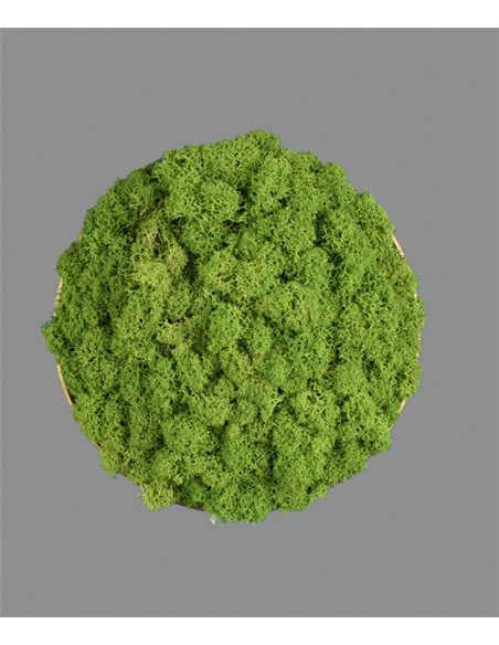 Chamaleon wall light - ACB - Decorative light made of 100% natural moss, LED 3000K